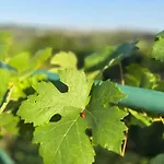 Naturgartenurlaub In Steffis * Tiefenfucha
