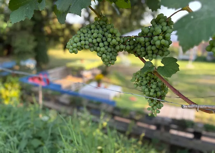 Naturgartenurlaub In Steffis