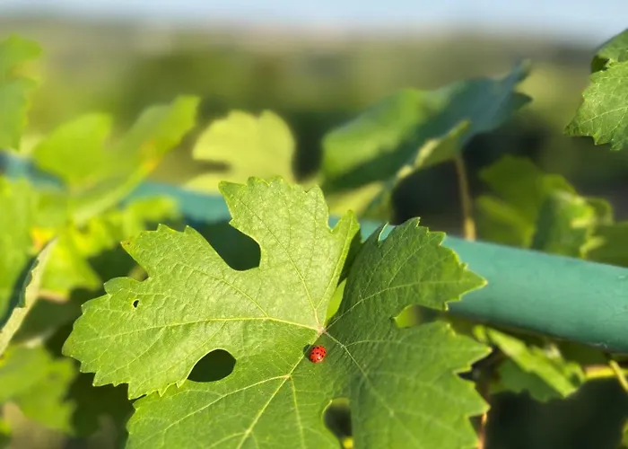 Naturgartenurlaub In Steffis * Tiefenfucha